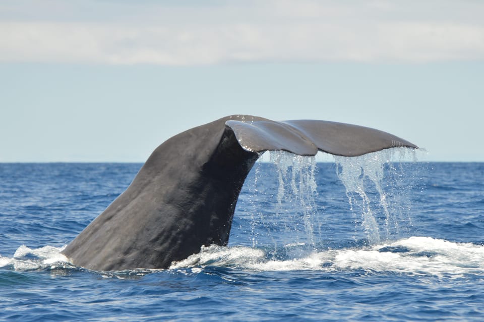 Tenerife: Whale and Dolphin Watching Boat Tour - Getting to Puerto Colón and finding Whale Express fast