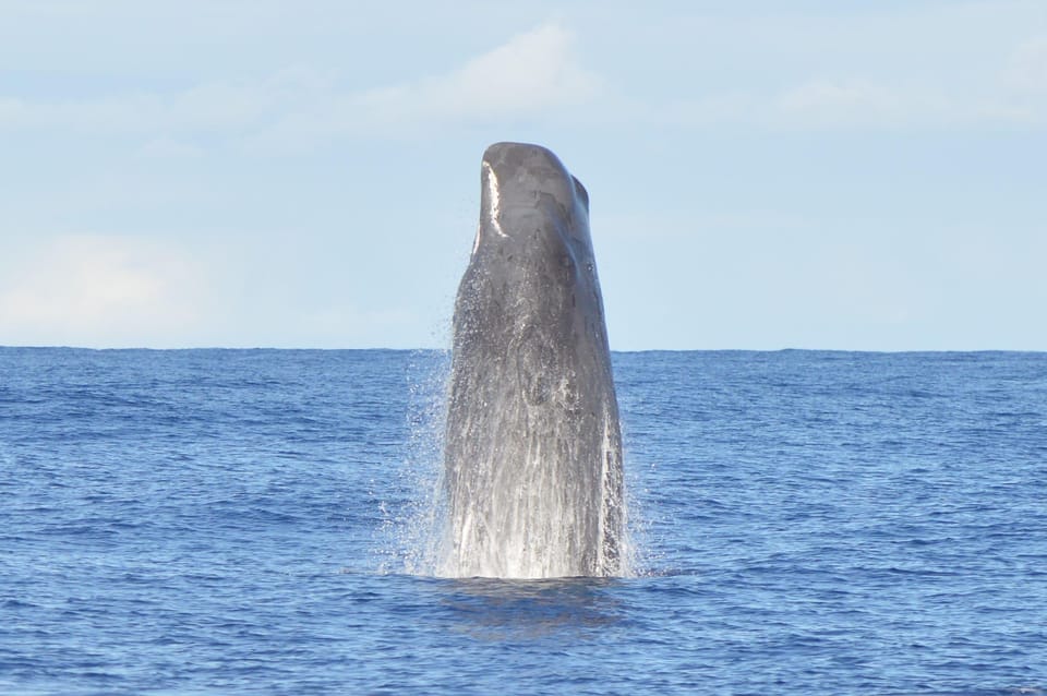 Tenerife: Whale and Dolphin Watching Boat Tour - How the crew boosts your odds of spotting whales and dolphins
