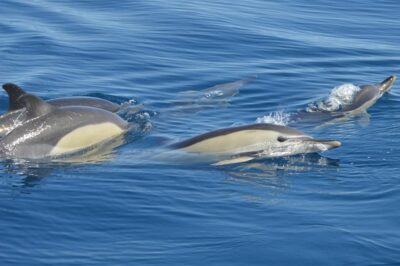 Tenerife: Whale and Dolphin Watching Boat Tour - What the 2-hour cruise feels like on Tenerife’s waters