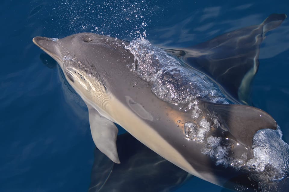 Tenerife: Whale and Dolphin Watching Boat Tour - The guide experience: what you gain beyond the photos