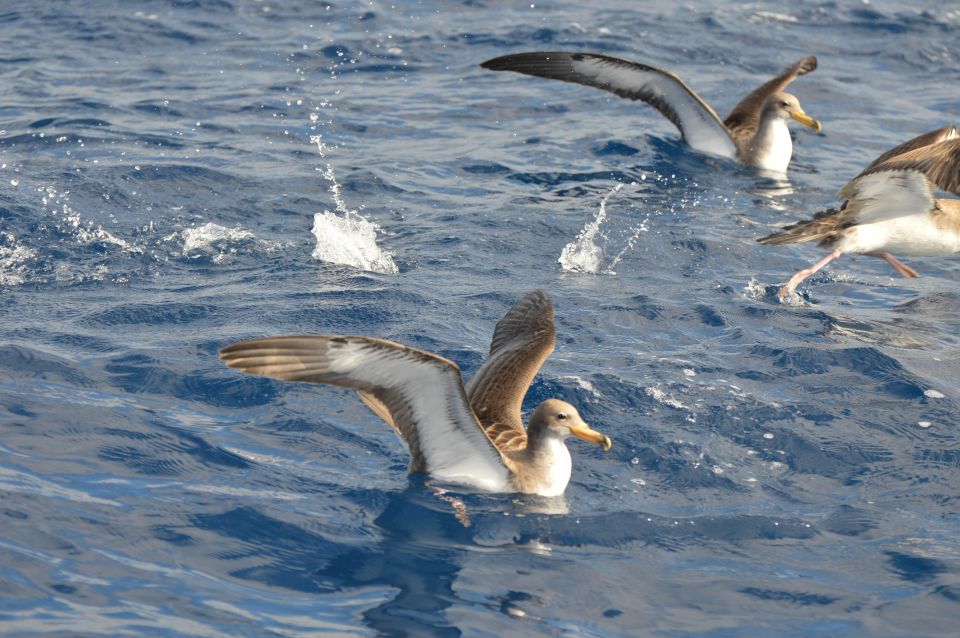 Tenerife: Whale and Dolphin Watching Boat Tour - Price and value: is $53 a good deal in Tenerife?