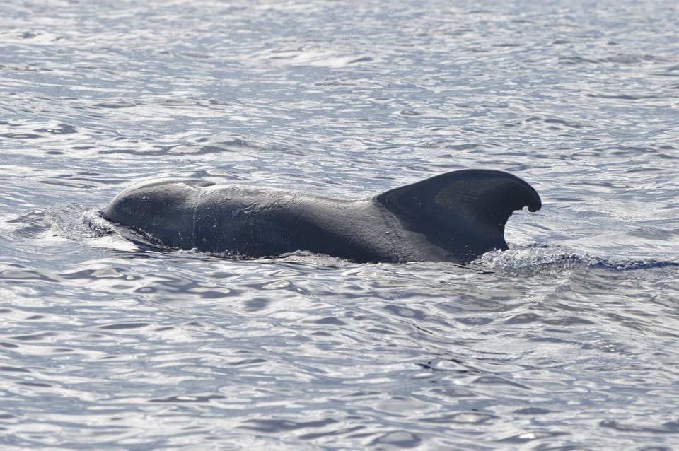Tenerife: Whale and Dolphin Watching Boat Tour - Who this tour fits best (and who should skip it)