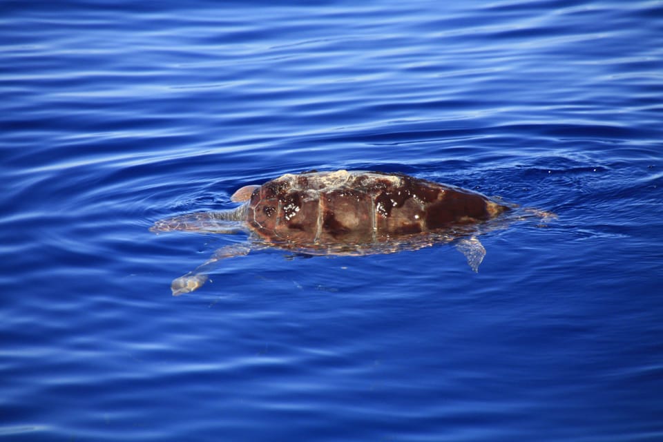 Tenerife: Whale and Dolphin Watching Boat Tour - Should you book this Whale and Dolphin Watching tour?