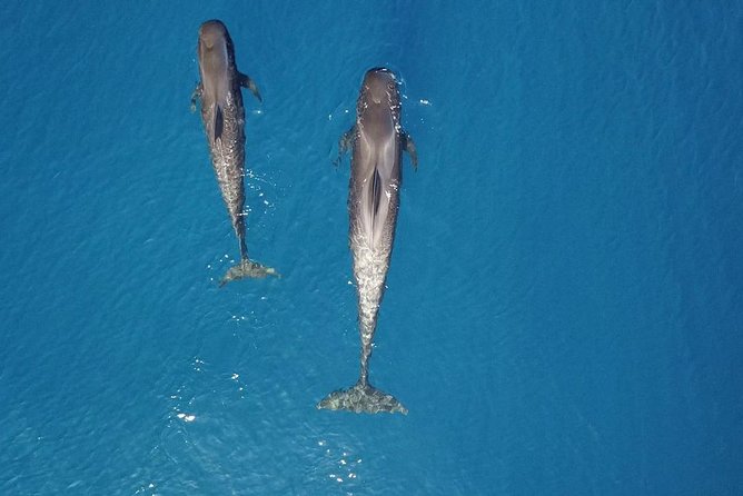 Tenerife Whale watching on private charter - Sailing the Tenerife coast: Masca Bay, Los Gigantes, and “other spots”