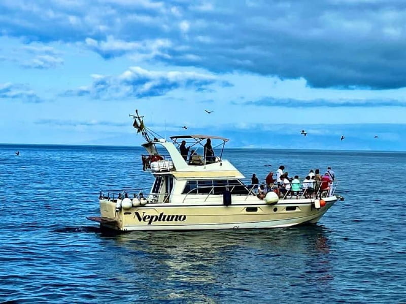 Tenerife: Whale watching tour with swim and lunch on yacht for 22 passengers - Los Cristianos: why pilot whales show up off the west coast