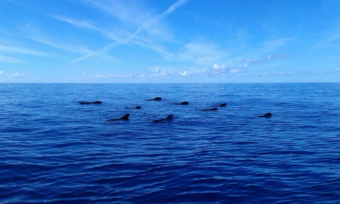 Tenerife: Whale watching tour with swim and lunch on yacht for 22 passengers - Who this tour fits best (and who should pass)