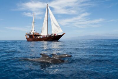 Tenerife:Respectful Whale Watching, Pirate Ship, & Swim - Whale-Watching: Pilot Whales, Dolphins, and Respect at Close Range