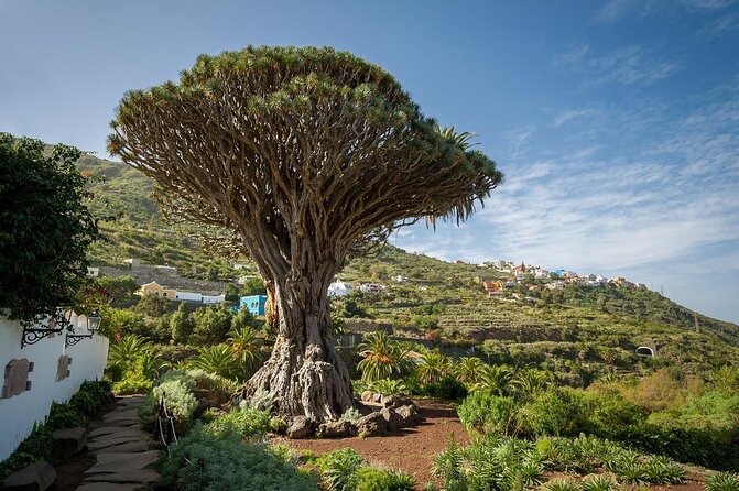 Ticket to Parque del Drago in Tenerife - Key highlights you’ll actually notice