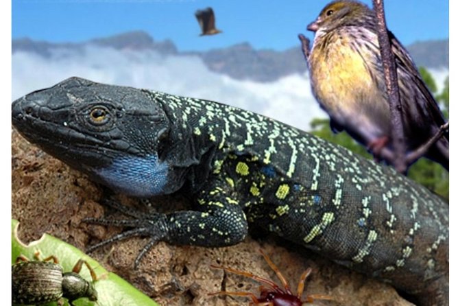 Ticket to Parque del Drago in Tenerife - The walled garden route: plants, birds, and reptiles
