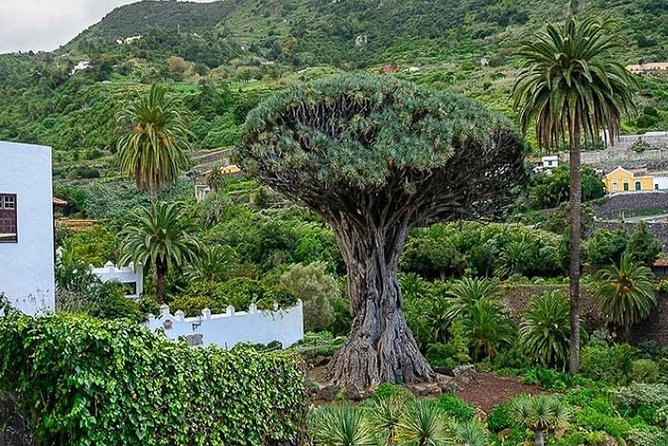 Ticket to Parque del Drago in Tenerife - Clean grounds and a big-name attraction: what the reviews point to