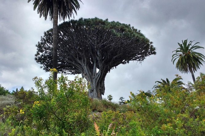Ticket to Parque del Drago in Tenerife - Who should book this Parque del Drago ticket