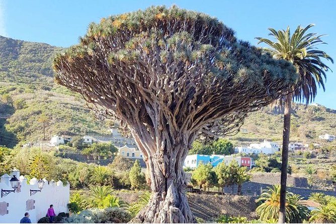 Ticket to Parque del Drago in Tenerife - What the Parque del Drago visit is really about