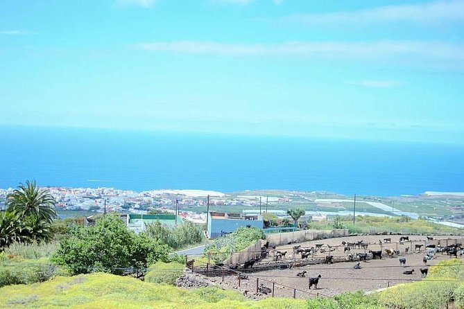 Tour Around the Island - Private VIP Tour in Tenerife - Acantilado de los Gigantes: quick cliffs, big payoff