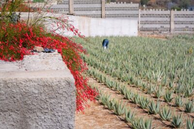 Tour Visiting banana plantation and winery in Tenerife - Finca Las Margaritas Banana Experience: Grown, Ground, Tasted