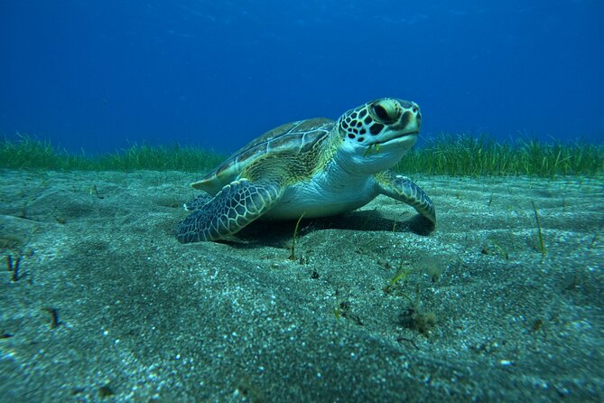 Try Dive in Abades Bay with a private instructor - Zeus center basics and how the timing works