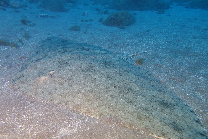 Try Dive - PADI Discover Scuba Diving in Tenerife - Tenerife Underwater: Seeing Life Instead of Just Learning