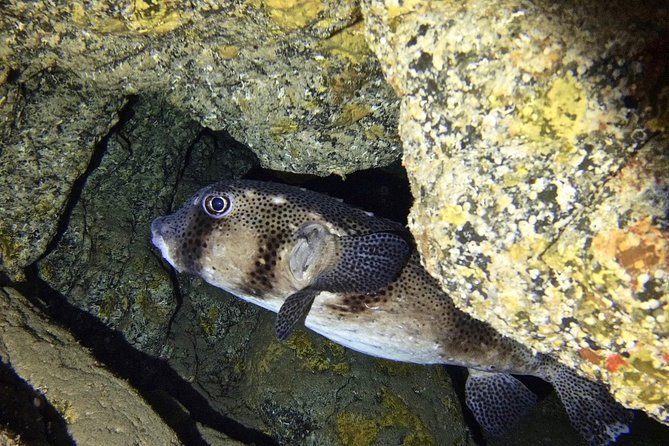 TRY SCUBA DIVING with a Dedicated Instructor - What to Expect Underwater (Without the Guesswork)