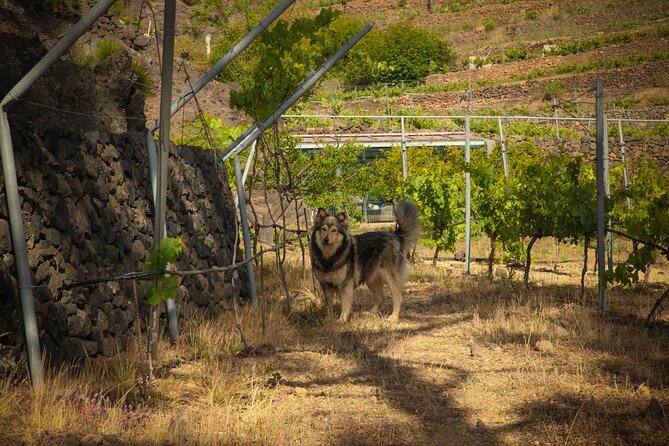 Visit to Arafo Mountain Vineyard and Organic Wine Tasting - Group Size, Timing, and How the Guide Keeps It Relaxed