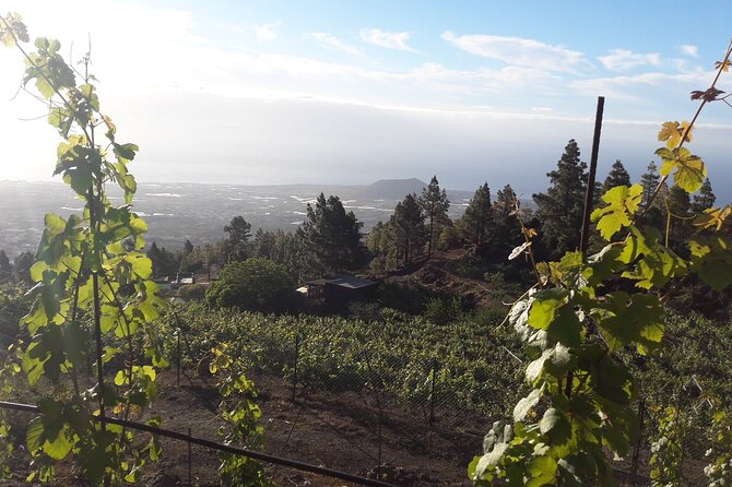 Visit to Arafo Mountain Vineyard and Organic Wine Tasting - Practical Tips So You Enjoy It More