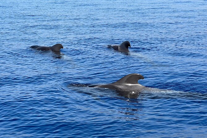 Whale and dolphin watching tour Los Gigantes and Masca in small groups - The 10:00 am start at Playa San Juan (and why timing matters)