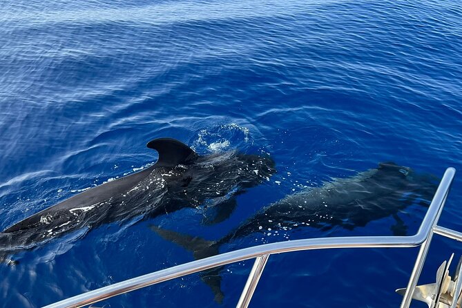 Whale and dolphin watching tour Los Gigantes and Masca in small groups - Out on the water: whale and dolphin watching plus real context