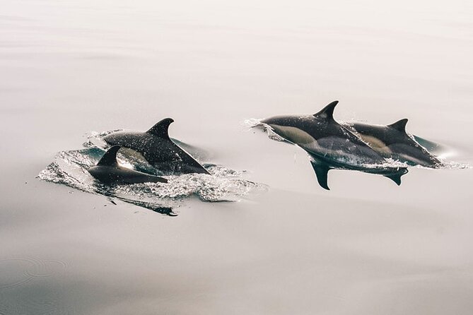 Whale & Dolphin Watching Boat Trip in Tenerife On a Sailing Boat (3 Hr) - Key Highlights You’ll Actually Feel Onboard