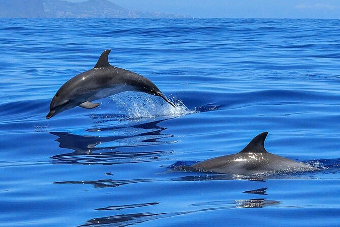 Whale & Dolphin Watching Boat Trip in Tenerife On a Sailing Boat (3 Hr) - Open Bar, Food, and Snacks: How Comfort Changes the Whole Trip