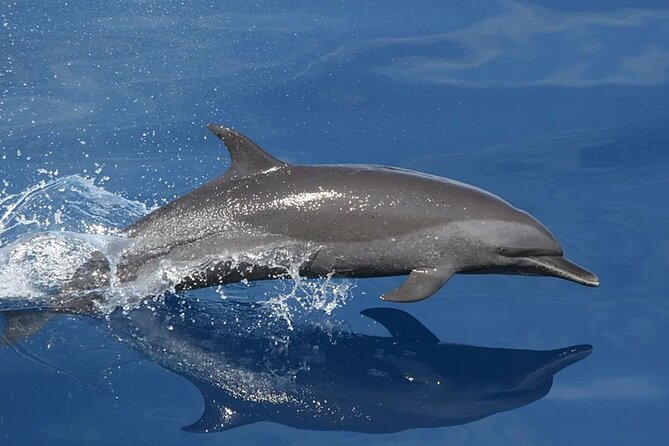 Whale & Dolphin Watching in Tenerife (Puerto Colon) On a Large Catamaran - Spotting Whales and Dolphins: How the Cruise Portion Works