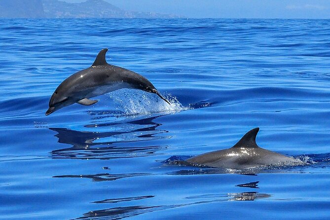 Whale & Dolphin Watching in Tenerife (Puerto Colon) On a Large Catamaran - Food and Open Bar on Board: Value, Comfort, and What to Expect