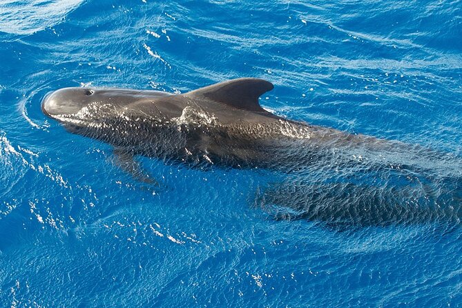 Whale & Dolphin Watching in Tenerife (Puerto Colon) On a Large Catamaran - Price Check: Is $54.29 Worth It in Tenerife?