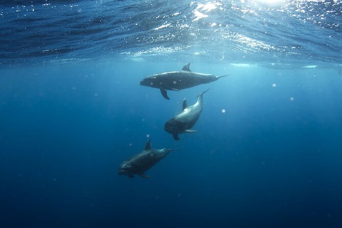 Whale & Dolphin Watching in Tenerife (Puerto Colon) On a Large Catamaran - Who This Tour Fits Best (and Who Should Rethink It)