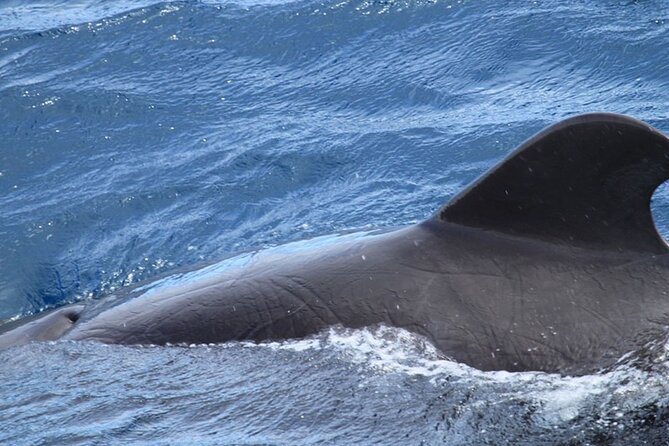 Whale & Dolphin Watching in Tenerife (Puerto Colon) On a Large Catamaran - Should You Book Whale and Dolphin Watching in Puerto Colón on a Large Catamaran?