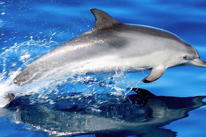 Whale & Dolphin Watching With Mustcat Virgin Coast Trip On a Large Catamaran - Key things I’d plan around on this catamaran trip