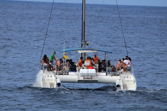Whale & Dolphin Watching With Mustcat Virgin Coast Trip On a Large Catamaran - Leaving Las Galletas: what the 3 hours are really like