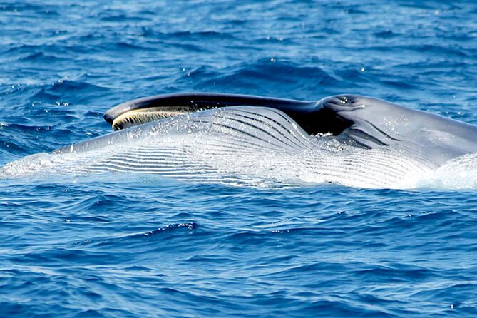 Whale & Dolphin Watching With Mustcat Virgin Coast Trip On a Large Catamaran - The swim stop near Palm Mar cave area: when you get to be part of it