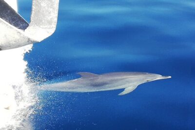 Whale & Dolphin Watching With Mustcat Virgin Coast Trip On a Large Catamaran - Onboard Mustcat: open bar, food, and a large catamaran vibe