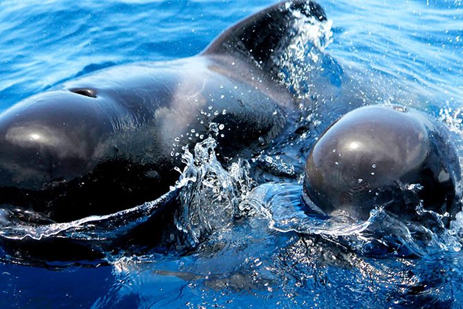 Whale & Dolphin Watching With Mustcat Virgin Coast Trip On a Large Catamaran - Price and value: who this tour makes sense for