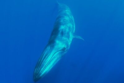 Whale watching and snorkelling in the whale sanctuary - Isorana cliffs to Agua Dulce cove: when the boat becomes a snorkel break