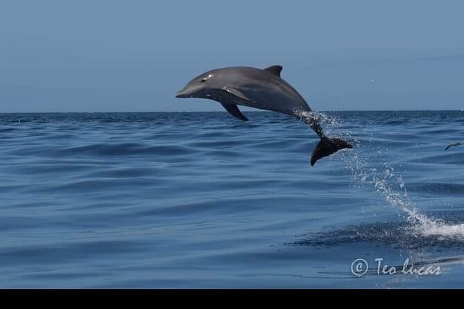 Whale watching and snorkelling in the whale sanctuary - What’s included: guide support, drinks, and lunch that actually matters