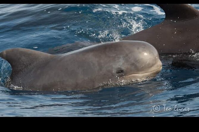 Whale watching and snorkelling in the whale sanctuary - Who this whale sanctuary tour is best for