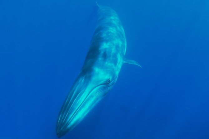 Whale watching and snorkelling in the whale sanctuary - Isorana cliffs to Agua Dulce cove: when the boat becomes a snorkel break