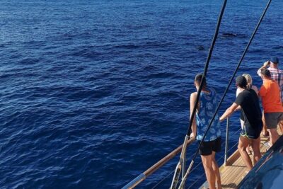 Whale Watching Catamaran in Costa Adeje (Including drinks & Sandwich) - What you can realistically spot: dolphins, pilot whales, and turtles