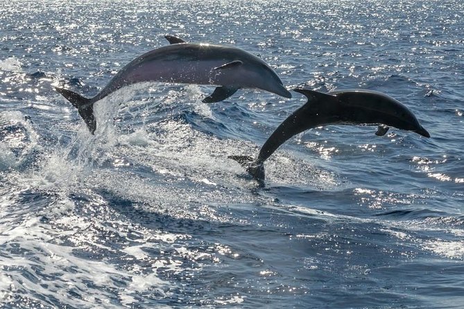 Whale Watching Catamaran to Los Gigantes & Masca (Including drinks & warm lunch) - Getting on board: meeting point, gates, and pickup rules in the south
