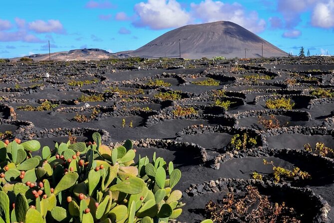 Winery Tour and Tasting in Tenerife with the Sommelier - The Vineyard and Cellar Stops: What the Tour Does in 60 Minutes