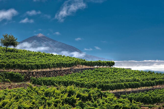 Winery Tour and Tasting in Tenerife with the Sommelier - Who Should Book This Tenerife Sommelier Tasting?
