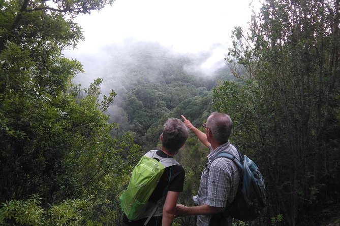 Wonderful hike through the Magic Forest of Tenerife - Key things to know before you go