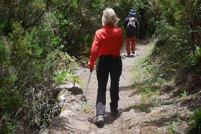 Wonderful hike through the Magic Forest of Tenerife - Magic Forest, Teno Rural Park: what you’re really hiking