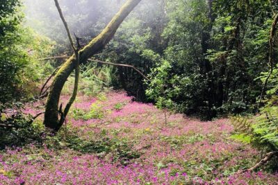 Wonderful hike through the Magic Forest of Tenerife - Price and value: what $119.09 buys on this hike