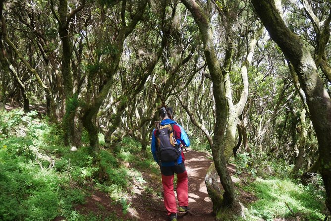 Wonderful hike through the Magic Forest of Tenerife - Rural traditions and local history: why it’s more than botany