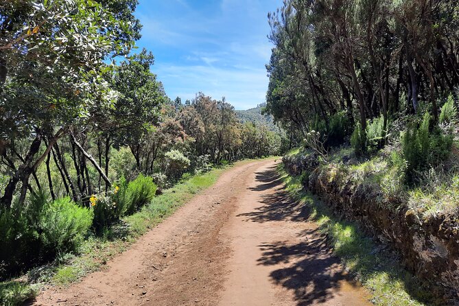 Wonderful hike through the Magic Forest of Tenerife - Timing and logistics that actually matter